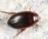 Agabus bifarius