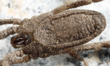 Trogulus tricarinatus