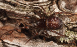 Steatoda borealis (female)