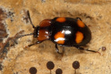 Mycetina perpulchra