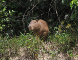 Guyana Mammals