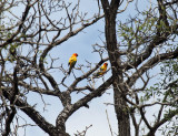 Sun Conure - Aratinga solstitialis