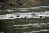 Giant River Otter - Pteronura brasiliensis