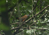 Capuchin Bird - Perissocephalus tricolor