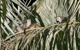 Common Squirrel Monkey - Saimiri sciureus