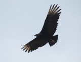Black Vulture - Coragyps atratus