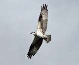 Osprey - Pandion haliaetus