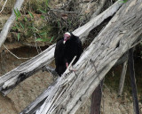 Turkey Vulture - Cathartes aura