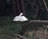 Capped Heron - Pilherodius pileatus