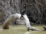 Neotropic Cormorant - Phalacrocorax brasilianus