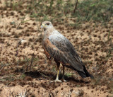 Savanna Hawk - Buteogallus meridionalis