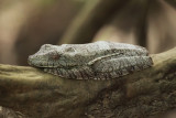 Neotropical Marbled Treefrog - Dendropsophus marmoratus