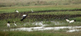 Jabiru Stork - Jabiru mycteria: Wood Stork - Mycteria americana