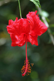 Hibiscus Flower