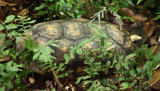 Yellow-footed Tortoise - Chelonoidis denticulata