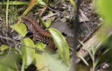 Ameiva ameiva