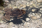Cane Toad - Rhinella marina (laying eggs)