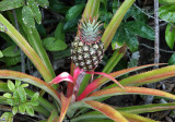 Pineapple - Ananas comosus