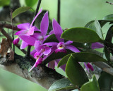 Orchid - Cattleya violacea