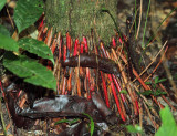 Colorful tree roots