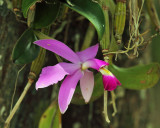 Orchid - Cattleya violacea