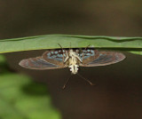 Common Phanus - Phanus marshalli