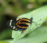 Tiger Mimic Queen - Lycorea halia