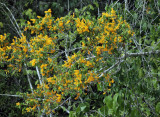 Tree with yellow flowers