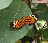 Orange-spotted Tiger Clearwing - Mechanitis polymnia polymnia