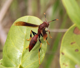 Neotropical Red Paper Wasp - Polistes canadensis