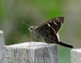 Tanna Longtail - Urbanus tanna