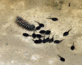 Aquatic caterpillar