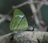 Hewitson's Olivewing - Nessaea hewitsoni