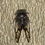 Cicada - Fidicina sp.
