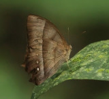 Taygetis thamyra