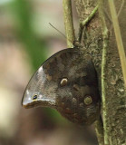 Xanthicles Owl-Butterfly - Catoblepia xanthicles