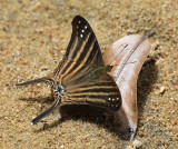 Many-banded Daggerwing - Marpesia chiron