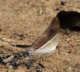 Many-banded Daggerwing - Marpesia chiron