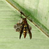  Variegated Paper Wasp - Polistes versicolor 