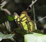 Malachite - Siproeta stelenes