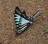Short-lined Kite-Swallowtail - Eurytides agesilaus