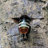 Orchid Bees - Tribe Euglossini - Eulaema sp.