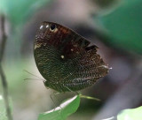 Bia Owl - Bia actorion