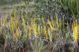 Carniverous Bromeliards - Brocchinia reducta