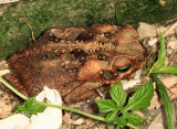 Cane Toad - Rhinella marina