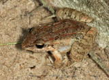 Mountain Paddy Field Frog - Fejervarya kirtisinghei