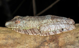 Neotropical Marbled Treefrog - Dendropsophus marmoratus (with a mosquito biting)