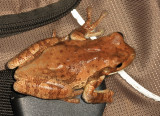 Veined Tree Frog - Trachycephalus typhonius