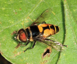 Syrphidae - Palpada sp.