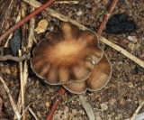 Guyana Fungi